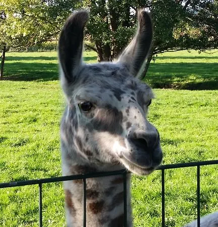 Landhaus Landgasthof Sternen Deggenhausertal